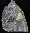 Marston Magna Ammonite Cluster #30767-1